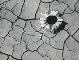 cca 1973 Gebhardt György (1910-1993) aláírt vintage fotóművészeti alkotása, 18x24 cm