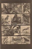 6 db RÉGI Magyar Földrajzi Intézet R. T. színes madaras levelezőlapjai (éneklők, kúszók, gázlók, rag...