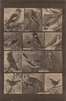 6 db RÉGI Magyar Földrajzi Intézet R. T. színes madaras levelezőlapjai (éneklők, kúszók, gázlók, rag...