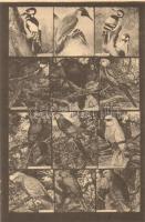 6 db RÉGI Magyar Földrajzi Intézet R. T. színes madaras levelezőlapjai (éneklők, kúszók, gázlók, rag...