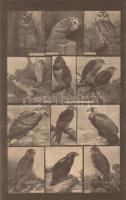 6 db RÉGI Magyar Földrajzi Intézet R. T. színes madaras levelezőlapjai (éneklők, kúszók, gázlók, rag...