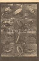 6 db RÉGI Magyar Földrajzi Intézet R. T. színes madaras levelezőlapjai (éneklők, kúszók, gázlók, rag...