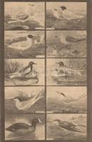 6 db RÉGI Magyar Földrajzi Intézet R. T. színes madaras levelezőlapjai (éneklők, kúszók, gázlók, rag...