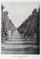 1941 Teleki Szőlőtelepek Villány Szőlészeti értesítője, Pátria-ny., fekete-fehér fotókkal, kissé fol...