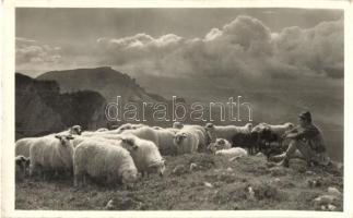 Nagyhagymás, Muntii Ciuculu; Csíki havasok, Csángó pásztor, erdélyi folklór, birkák / , Csango shepherd, Transylvanian folklore, sheeps