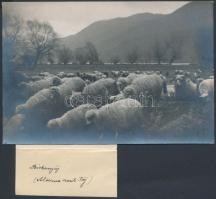 Al-dunai táj (szerb nők, birkanyáj), 2 db jelzés nélküli fotó, Kerny István (1879-1963), feliratozva...