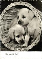 17 db MODERN kutya motívumlap, vegyes minőség / 17 modern dog motive cards, mixed quality