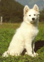 17 db MODERN kutya motívumlap, vegyes minőség / 17 modern dog motive cards, mixed quality