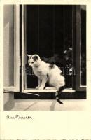 13 db MODERN macska motívumlap, vegyes minőség / 13 modern cat motive cards, mixed quality