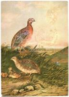 16 db MODERN madár motívumlap, vegyes minőség / 16 modern birds, motive cards, mixed quality