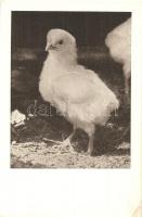 16 db MODERN madár motívumlap, vegyes minőség / 16 modern birds, motive cards, mixed quality