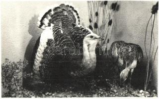 16 db MODERN madár motívumlap, vegyes minőség / 16 modern birds, motive cards, mixed quality