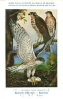 18 db főleg MODERN madár motívumlap, vegyes minőség / 18 mostly modern birds, motive cards, mixed qu...