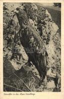 18 db főleg MODERN madár motívumlap, vegyes minőség / 18 mostly modern birds, motive cards, mixed qu...