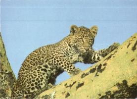 60 db MODERN vegyes témájú képeslap, motívumlapok (állat-, folklór- és üdvözlőlapok), magyar és külf...