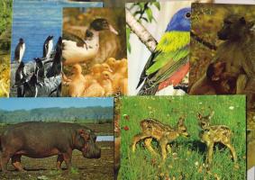 Állatok, 200 klf. modern képeslap