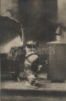 38 db VEGYES kutyás motívumlap / 38 mixed dog motive cards