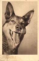 38 db VEGYES kutyás motívumlap / 38 mixed dog motive cards