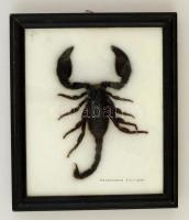 Preparált skorpió üvegezett keretben. 20x14 cm