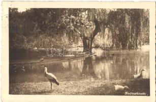 70 db MODERN vízi és gázoló madár motívumlap / 70 modern birds motive cards