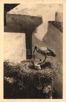 70 db MODERN vízi és gázoló madár motívumlap / 70 modern birds motive cards