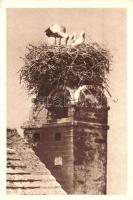 70 db MODERN vízi és gázoló madár motívumlap / 70 modern birds motive cards