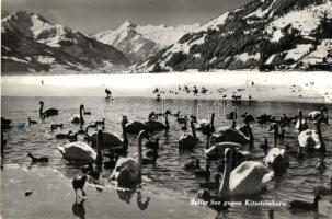 70 db MODERN vízi és gázoló madár motívumlap / 70 modern birds motive cards