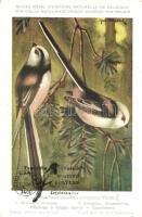 71 db MODERN énekes madár motívumlap / 71 modern birds motive cards