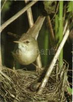 71 db MODERN énekes madár motívumlap / 71 modern birds motive cards