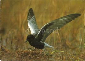 71 db MODERN énekes madár motívumlap / 71 modern birds motive cards