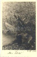 71 db MODERN szarvas és őz motívumlap / 71 modern deer motive cards