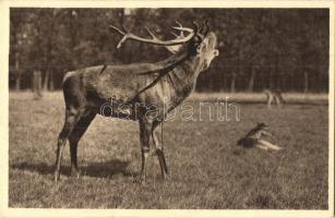 71 db MODERN szarvas és őz motívumlap / 71 modern deer motive cards