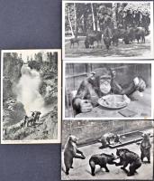 88 db MODERN vadállat motívumlap / 88 modern wild animals motive cards