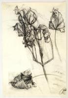 Szántó jelzéssel: Szirmok. Szén, papír, felcsvarva, 58×39 cm