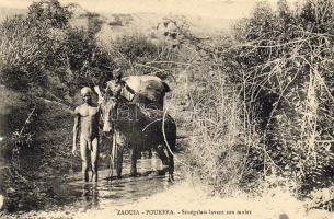 Kongo- Die Senegalen