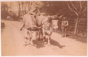 cca 1910 Ökörfogat, pecséttel jelzett fotó C. Teufel München Kgl. Bayer Hof-Fotog., 14x22 cm