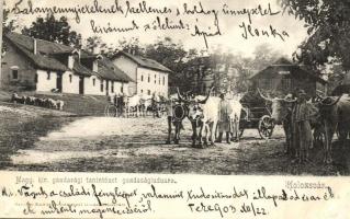 Kolozsvár, Cluj; Magy. kir. gazdasági tanintézet gazdasági udvara, ökrös szekér, Schuster Emil kiadása / economic school's yard, ox cart (ragasztónyomok / glue marks)