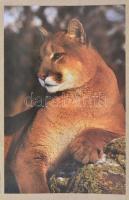 Few, Roger: Vadregényes tájakon. Földünk még létező vadonjai. Bp., 1995, Magyar Könyvklub. Vászonköt...