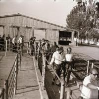 cca 1968 Állattartó csarnok építése az Agrokomplex tervezésében és kivitelezésében, 13 db vintage ne...