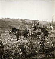 1962 Eger, szüreti képriport, 18 db vintage negatív felvétel Kotnyek Antal (1921-1990) fotóriporter hagyatékából, 6x6 cm