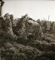 1962 Eger, szüreti képriport, 18 db vintage negatív felvétel Kotnyek Antal (1921-1990) fotóriporter ...