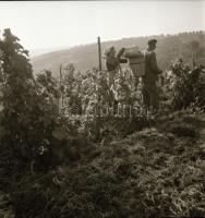 1962 Eger, szüreti képriport, 18 db vintage negatív felvétel Kotnyek Antal (1921-1990) fotóriporter ...