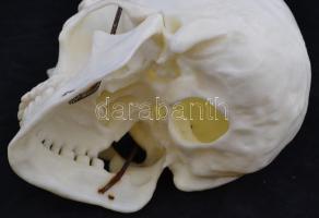 Műanyag koponya, szétszedhető, m: 19,5 cm