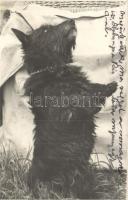 21 db RÉGI vegyes témájú képeslap, városképes lapok, motívum képeslapok (uralkodók, állat, üdvözlőla...