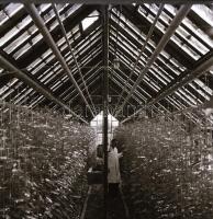 cca 1968 Kecskemét, 13 db vintage negatív Medgyesi László (?-?) kecskeméti fotóművész hagyatékából, ...