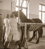 cca 1968 Kecskemét, 13 db vintage negatív Medgyesi László (?-?) kecskeméti fotóművész hagyatékából, ...