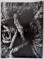 cca 1960 Medgyesi László kecskeméti fotóművész 3 db vintage fotóművészeti alkotása kiállítási képmér...