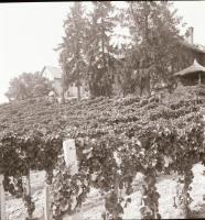 1968 Balatoni felvételek, 26 db szabadon felhasználható vintage negatív, 6x6 cm