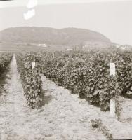 1968 Balatoni felvételek, 26 db szabadon felhasználható vintage negatív, 6x6 cm