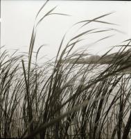 1968 Balatoni felvételek, 26 db szabadon felhasználható vintage negatív, 6x6 cm